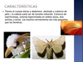  Tienen el cuerpo (tórax y abdomen) abultado y cubierto de
pelo ; la cabeza suele ser de tamaño reducido. Carencia de
espiritrompa, antenas bipectinadas en ambos sexos, alas
anchas y cortas Los machos normalmente son más pequeños
que las hembras.
 