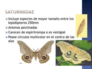  Incluye especies de mayor tamaño entre los
lepidópteros 250mm
 Antenas pectinadas
 Carecen de espiritrompa o es vestigial
 Posee círculos multicolor en el centro de las
alas
 