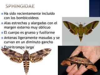  Ha sido recientemente incluido
con los bombicoideos
 Alas estrechas y alargadas con el
margen externo muy oblicuo
 El cuerpo es grueso y fusiforme
 Antenas ligeramente masudas y se
curvan en un diminuto gancho
 Espiritrompa larga
 