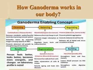 How Ganoderma works in
our body?
 