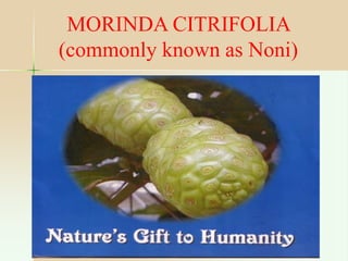 MORINDA CITRIFOLIA
(NONI)
MORINDA CITRIFOLIA
(commonly known as Noni)
 