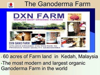 The Ganoderma Farm
Farm
• 60 acres of Farm land in Kedah, Malaysia
•The most modern and largest organic
Ganoderma Farm in the world
 