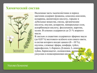 Надземная часть тысячели́стника в период
цветения содержит флавоны, алкалоид ахиллеин,
кумарины, аконитовую кислоту, горькие и
дубильные вещества, смолы, органические
кислоты, инулин, аспарагин, минеральные соли,
аскорбиновую кислоту, филлохинон, каротин,
холин. В семенах содержится до 21 % жирного
масла.
В листьях и соцветиях содержится эфирное масло
(до 0,85 %) желтовато-зелёного или синего цвета,
в состав которого входят цинеол (8—10 %),
азулены, сложные эфиры, камфора, туйол,
кариофиллен, L-борнеол, β-пинен, L-лимонен,
туйон, борнилацетат, салициловая, муравьиная,
уксусная и изовалериановая кислоты.
Химический состав
 