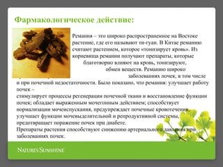 Ремания – это широко распространенное на Востоке
растение, где его называют ти-гуан. В Китае реманию
считают растением, которое «тонизирует кровь». Из
корневища ремании получают препараты, которые
благотворно влияют на кровь, тонизируют,
улучшают обмен веществ. Реманию широко
применяют при заболеваниях почек, в том числе
и при почечной недостаточности. Было показано, что ремания: улучшает работу
почек –
стимулирует процессы регенерации почечной ткани и восстановление функции
почек; обладает выраженным мочегонным действием; способствует
нормализации мочеиспускания, предупреждает почечные кровотечения,
улучшает функции мочевыделительной и репродуктивной системы,
предотвращает поражение почек при диабете.
Препараты растения способствуют снижению артериального давления при
заболеваниях почек.
Фармакологическое действие:
 