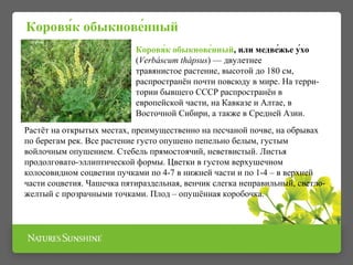 Коровя́к обыкнове́нный, или медве́жье у́хо
(Verbáscum thápsus) — двулетнее
травянистое растение, высотой до 180 см,
распространён почти повсюду в мире. На терри-
тории бывшего СССР распространён в
европейской части, на Кавказе и Алтае, в
Восточной Сибири, а также в Средней Азии.
Растёт на открытых местах, преимущественно на песчаной почве, на обрывах
по берегам рек. Все растение густо опушено пепельно белым, густым
войлочным опушением. Стебель прямостоячий, неветвистый. Листья
продолговато-эллиптической формы. Цветки в густом верхушечном
колосовидном соцветии пучками по 4-7 в нижней части и по 1-4 – в верхней
части соцветия. Чашечка пятираздельная, венчик слегка неправильный, светло-
желтый с прозрачными точками. Плод – опушённая коробочка.
Коровя́к обыкнове́нный
 