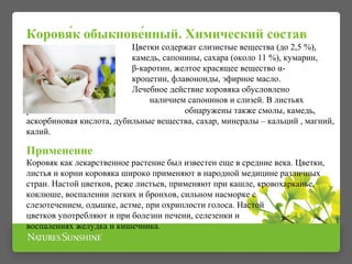 Коровя́к обыкнове́нный. Химический состав
Цветки содержат слизистые вещества (до 2,5 %),
камедь, сапонины, сахара (около 11 %), кумарин,
β-каротин, желтое красящее вещество α-
кроцетин, флавоноиды, эфирное масло.
Лечебное действие коровяка обусловлено
наличием сапонинов и слизей. В листьях
растения обнаружены также смолы, камедь,
аскорбиновая кислота, дубильные вещества, сахар, минералы – кальций , магний,
калий.
Применение
Коровяк как лекарственное растение был известен еще в средние века. Цветки,
листья и корни коровяка широко применяют в народной медицине различных
стран. Настой цветков, реже листьев, применяют при кашле, кровохарканье,
коклюше, воспалении легких и бронхов, сильном насморке с
слезотечением, одышке, астме, при охриплости голоса. Настой
цветков употребляют и при болезни печени, селезенки и
воспалениях желудка и кишечника.
 