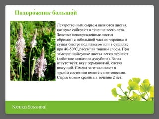 Лекарственным сырьем являются листья,
которые собирают в течение всего лета.
Зеленые неповрежденные листья
обрезают с небольшой частью черешка и
сушат быстро под навесом или в сушилке
при 40-50°С, рассыпав тонким слоем. При
замедленной сушке листья легко чернеют
(действие гликозида аукубина). Запах
отсутствует, вкус горьковатый, слегка
вяжущий. Семена заготавливают в
зрелом состоянии вместе с цветоносами.
Сырье можно хранить в течение 2 лет.
Подоро́жник большо́й
 