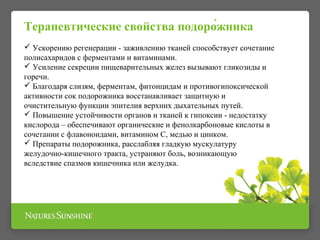 Терапевтические свойства подоро́жника
 Ускорению регенерации - заживлению тканей способствует сочетание
полисахаридов с ферментами и витаминами.
 Усиление секреции пищеварительных желез вызывают гликозиды и
горечи.
 Благодаря слизям, ферментам, фитонцидам и противогипоксической
активности сок подорожника восстанавливает защитную и
очистительную функции эпителия верхних дыхательных путей.
 Повышение устойчивости органов и тканей к гипоксии - недостатку
кислорода – обеспечивают органические и фенолкарбоновые кислоты в
сочетании с флавоноидами, витамином С, медью и цинком.
 Препараты подорожника, расслабляя гладкую мускулатуру
желудочно-кишечного тракта, устраняют боль, возникающую
вследствие спазмов кишечника или желудка.
 