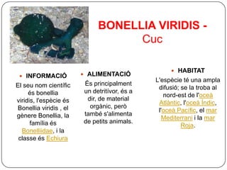 BONELLIA VIRIDIS -
                                   Cuc

                                                    HABITAT
  INFORMACIÓ            ALIMENTACIÓ
                                              L'espècie té una ampla
El seu nom científic    És principalment
                                               difusió; se la troba al
     és bonellia        un detritívor, és a
                                                 nord-est de l'oceà
viridis, l'espècie és    dir, de material
                                               Atlàntic, l'oceà Índic,
Bonellia viridis , el     orgànic, però
                                               l'oceà Pacífic, el mar
gènere Bonellia, la     també s'alimenta
                                                 Mediterrani i la mar
      família és        de petits animals.
                                                        Roja.
  Bonelliidae, i la
 classe és Echiura
 