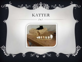 KATTER
 