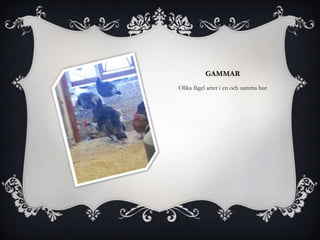 GAMMAR
Olika fågel arter i en och samma bur
 