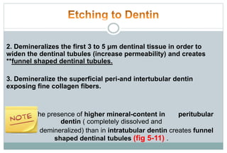 2. Demineralizes the first 3 to 5 μm dentinal tissue in order to
widen the dentinal tubules (increase permeability) and creates
**funnel shaped dentinal tubules.
3. Demineralize the superficial peri-and intertubular dentin
exposing fine collagen fibers.
The presence of higher mineral-content in peritubular
dentin ( completely dissolved and
demineralized) than in intratubular dentin creates funnel
shaped dentinal tubules (fig 5-11) .
 