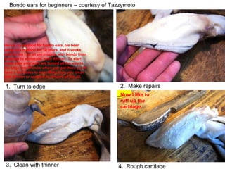 1.  Turn to edge 2.  Make repairs Bondo ears for beginners – courtesy of Tazzymoto 3.  Clean with thinner 4.  Rough cartilage Here's my method for bondo ears, Ive been using this method for 14 years, and it works well for me i do all my mounts with bondo from antelope to whitetails, even African. To start make sure your ears are turned all the way to the edge, you'll know when you get there you'll have a few holes to sew. Make sure you clean with thinner or acetone to remove all the oil. Now i like to ruff up the cartilage.  