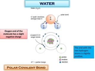 WATER
Polar Covalent Bond
Oxygen end of the
molecule has a slight
negative charge
The end with the
two hydrogen
atoms is slightly
positive.
 