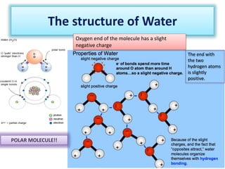 The structure of Water
The end with
the two
hydrogen atoms
is slightly
positive.
Oxygen end of the molecule has a slight
negative charge
POLAR MOLECULE!!
 