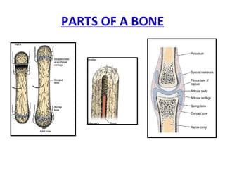 Bone | PPT