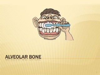 Alveolar bone 1 