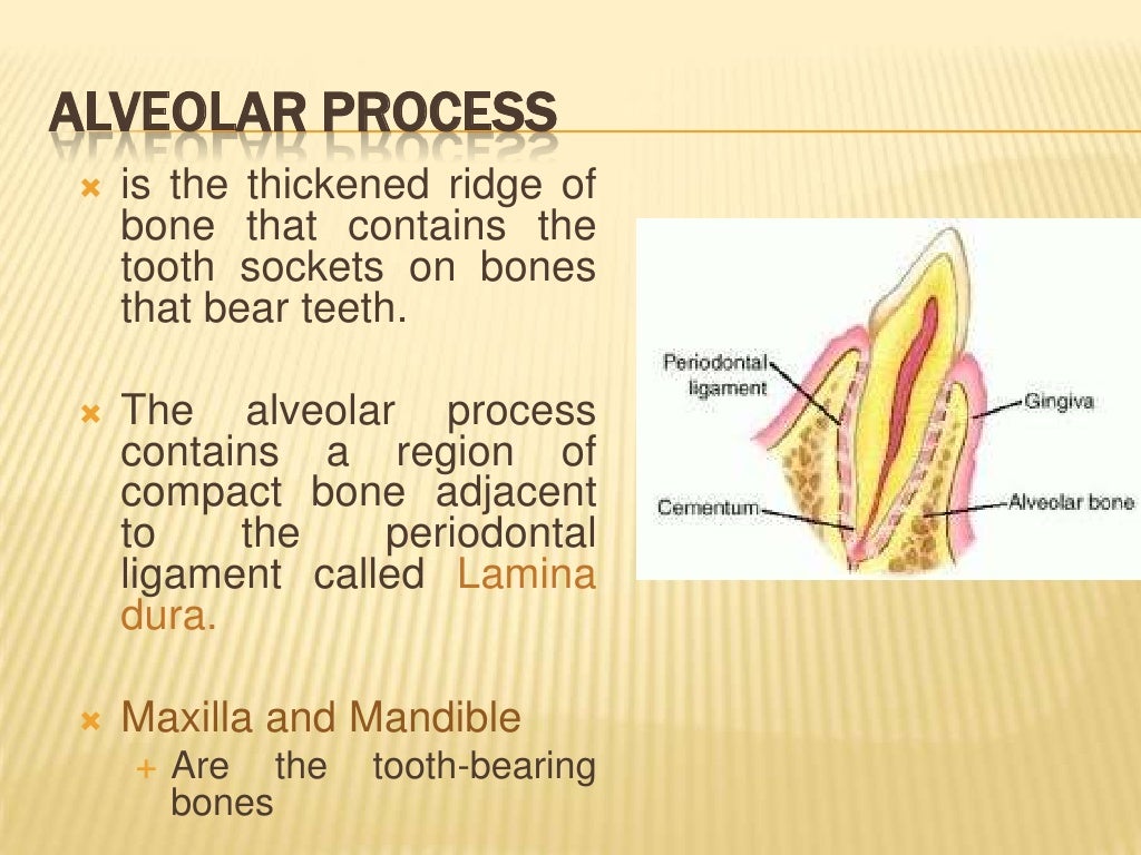 Alveolar Bone Biology Diagrams
