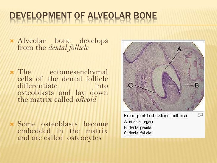 alveolar bone alveolar bone