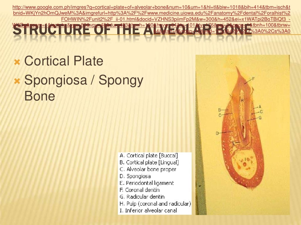 Alveolar Bone