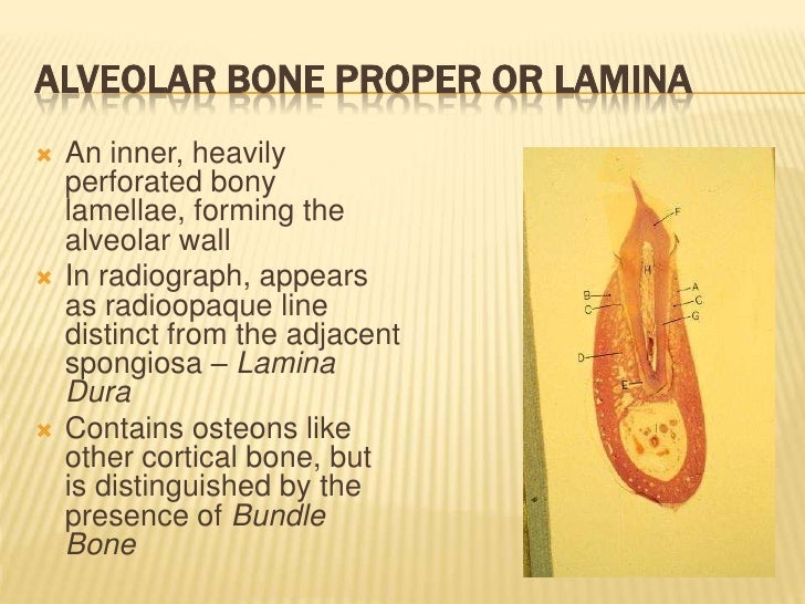 alveolar bone alveolar bone