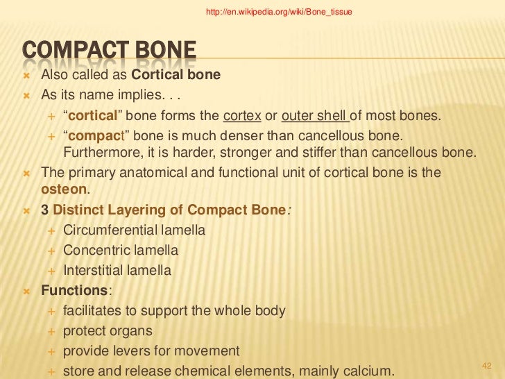 Bone