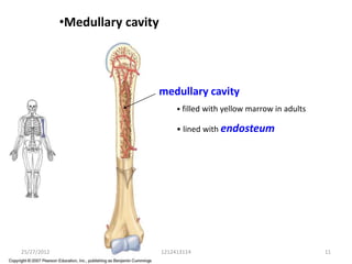 •Medullary cavity




                                 medullary cavity
                                      • filled with yellow marrow in adults

                                      • lined with endosteum




25/27/2012                       1212413114                                   11
 