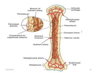 • Epiphysial arteries
Derived from periarticular vascular
  arcades(circulus vasculosus) found on the
  nonarticula bony surface.
• Metaphysial arteries
Derived from the neighbouring systemic
  vessels.


25/27/2012           1212413114               16
 