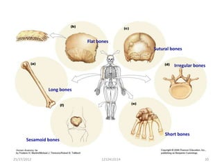 Flat bones
                                                Sutural bones


                                                         Irregular bones



                Long bones




                                                     Short bones
       Sesamoid bones


25/27/2012                         1212413114                          20
 