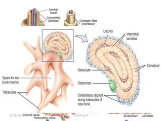 25/27/2012   1212413114   25
 