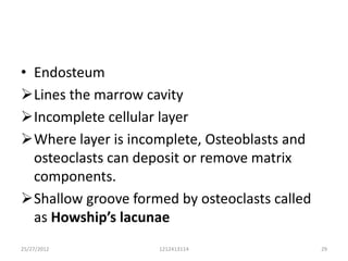 • Endosteum
Lines the marrow cavity
Incomplete cellular layer
Where layer is incomplete, Osteoblasts and
  osteoclasts can deposit or remove matrix
  components.
Shallow groove formed by osteoclasts called
  as Howship’s lacunae
25/27/2012          1212413114                 29
 