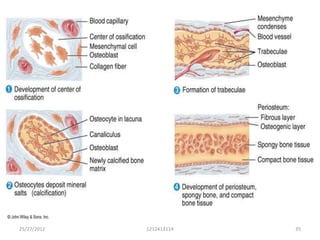 Intramembranous ossification
• Mesenchymal cells condensation
• Secretion of organic matrix by the
  mesenchymal cells which consists of collagen
  fibers. Thus forming the mesenchymal sheath.
• Localized differentiation of osteoblasts with in
  sheath



25/27/2012            1212413114                 35
 