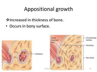 Appositional growth
Increased in thickness of bone.
• Occurs in bony surface.




25/27/2012           1212413114    41
 