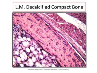 L.M. Decalcified Compact Bone

Histology Department / Faculty of Medicine / Cairo University

 