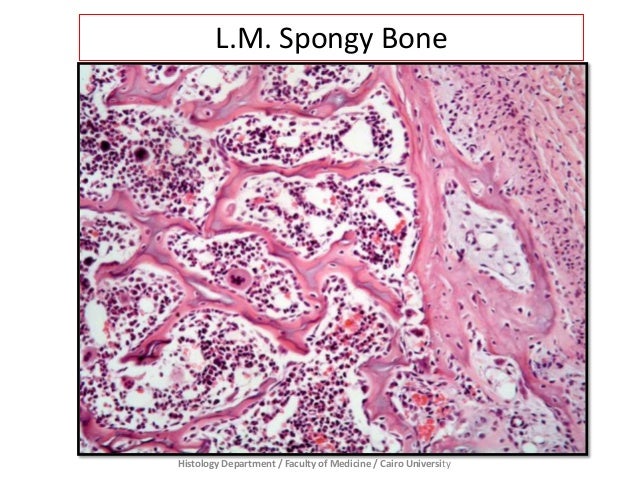 Bone - Prac. Histology