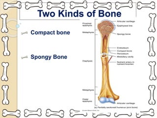Two Kinds of Bone
Compact bone
Spongy Bone
 