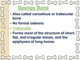 Spongy Bone
 Also called cancellous or trabecular
bone
 No formal osteons
 Trabeculae
 Forms most of the structure of short,
flat, and irregular bones, and the
epiphyses of long bones.
 