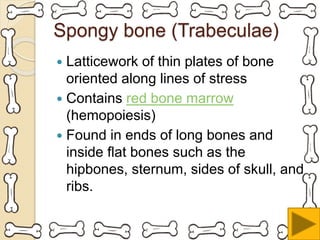 Spongy bone (Trabeculae)
 Latticework of thin plates of bone
oriented along lines of stress
 Contains red bone marrow
(hemopoiesis)
 Found in ends of long bones and
inside flat bones such as the
hipbones, sternum, sides of skull, and
ribs.
 