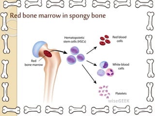 Red bone marrow in spongy bone
 