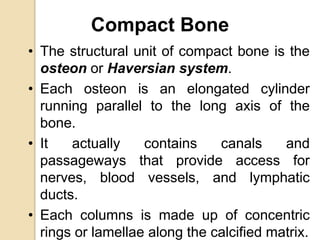 Compact Bone
• The structural unit of compact bone is the
osteon or Haversian system.
• Each osteon is an elongated cylinder
running parallel to the long axis of the
bone.
• It actually contains canals and
passageways that provide access for
nerves, blood vessels, and lymphatic
ducts.
• Each columns is made up of concentric
rings or lamellae along the calcified matrix.
 