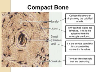 Concentric layers or
rings along the calcified
matrix.
Tiny cavities inside the
lamellae. This is the
space where the
osteocyte are found.
It is the central canal that
is surrounded by
concentric lamellae.
Tiny hair-like channels
that are branching.
Compact Bone
 