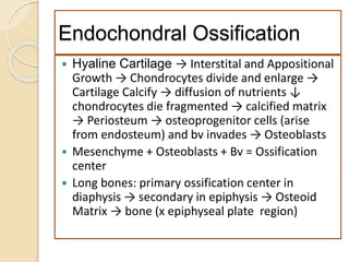 Endochondral Ossification
 Hyaline Cartilage → Interstital and Appositional
Growth → Chondrocytes divide and enlarge →
Cartilage Calcify → diffusion of nutrients ↓
chondrocytes die fragmented → calcified matrix
→ Periosteum → osteoprogenitor cells (arise
from endosteum) and bv invades → Osteoblasts
 Mesenchyme + Osteoblasts + Bv = Ossification
center
 Long bones: primary ossification center in
diaphysis → secondary in epiphysis → Osteoid
Matrix → bone (x epiphyseal plate region)
 