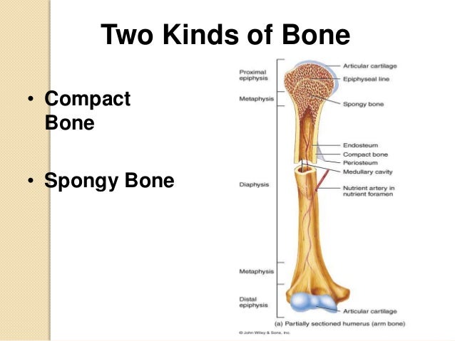 histology specialized connective tissues bone bone tissue