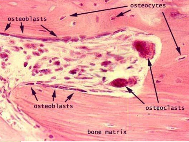 Histology - Specialized Connective Tissues (BONE)