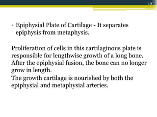 • Epiphysial Plate of Cartilage - It separates
epiphysis from metaphysis.
Proliferation of cells in this cartilaginous plate is
responsible for lengthwise growth of a long bone.
After the epiphysial fusion, the bone can no longer
grow in length.
The growth cartilage is nourished by both the
epiphysial and metaphysial arteries.
19
 