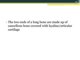 • The two ends of a long bone are made up of
cancellous bone covered with hyaline/articular
cartilage
23
 