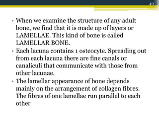 • When we examine the structure of any adult
bone, we find that it is made up of layers or
LAMELLAE. This kind of bone is called
LAMELLAR BONE.
• Each lacuna contains 1 osteocyte. Spreading out
from each lacuna there are fine canals or
canaliculi that communicate with those from
other lacunae.
• The lamellar appearance of bone depends
mainly on the arrangement of collagen fibres.
The fibres of one lamellae run parallel to each
other
40
 