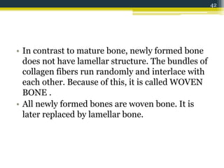 • In contrast to mature bone, newly formed bone
does not have lamellar structure. The bundles of
collagen fibers run randomly and interlace with
each other. Because of this, it is called WOVEN
BONE .
• All newly formed bones are woven bone. It is
later replaced by lamellar bone.
42
 