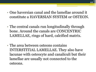 • One haversian canal and the lamellae around it
constitute a HAVERSIAN SYSTEM or OSTEON.
• The central canals run longitudinally through
bone. Around the canals are CONCENTRIC
LAMELLAE, rings of hard, calcified matrix.
• The area between osteons contains
INTERSTITIAL LAMELLAE. They also have
lacunae with osteocyte and canaliculi but their
lamellae are usually not connected to the
osteons.
44
 