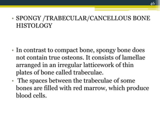 • SPONGY /TRABECULAR/CANCELLOUS BONE
HISTOLOGY
• In contrast to compact bone, spongy bone does
not contain true osteons. It consists of lamellae
arranged in an irregular latticework of thin
plates of bone called trabeculae.
• The spaces between the trabeculae of some
bones are filled with red marrow, which produce
blood cells.
46
 
